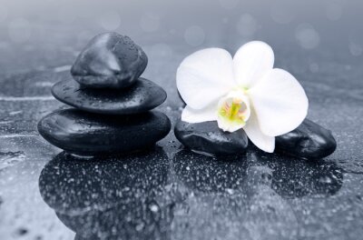 Bild Weiße Orchideenblüte und schwarze Zen-Steine
