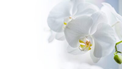 Bild Weiße Orchideenblüten 3D