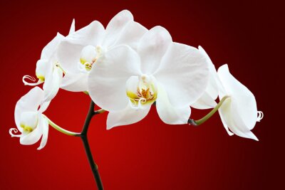 Bild Weiße Orchideenblüten