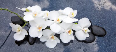 Bild Weiße Orchideenblüten auf Zen-Steinen