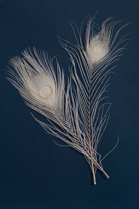 Bild Weiße Pfauenfedern