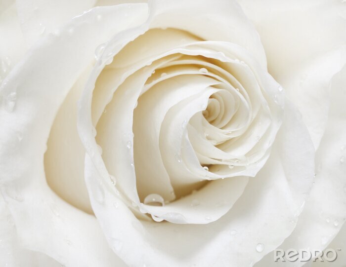 Bild Weiße Rose mit Tropfen