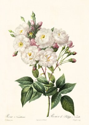 Weiße Rosen auf einem Zweig