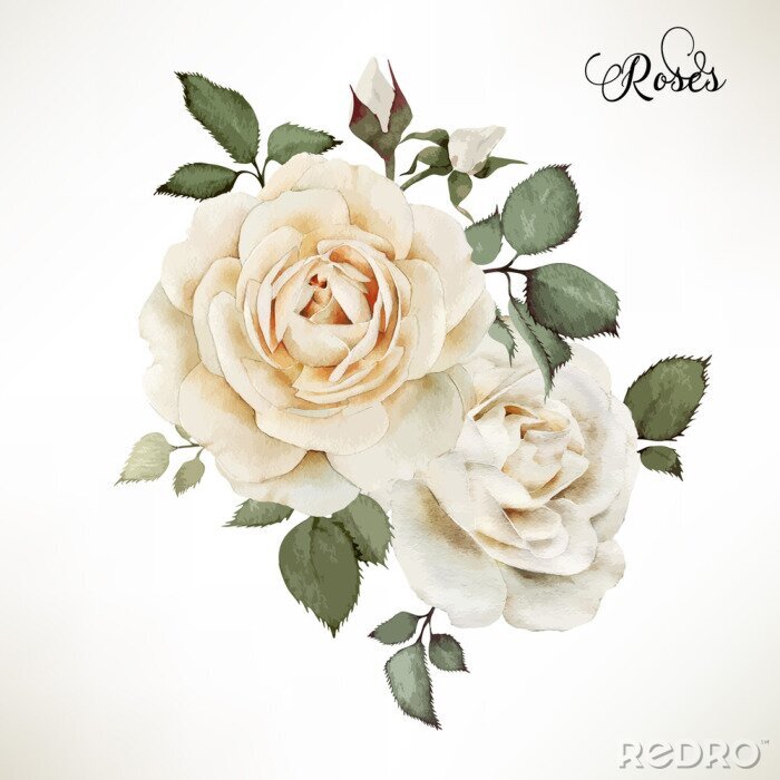 Bild Weiße Rosen zwei Blütenköpfe