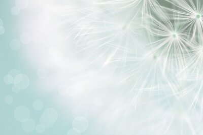 Weiße Samen des Löwenzahns