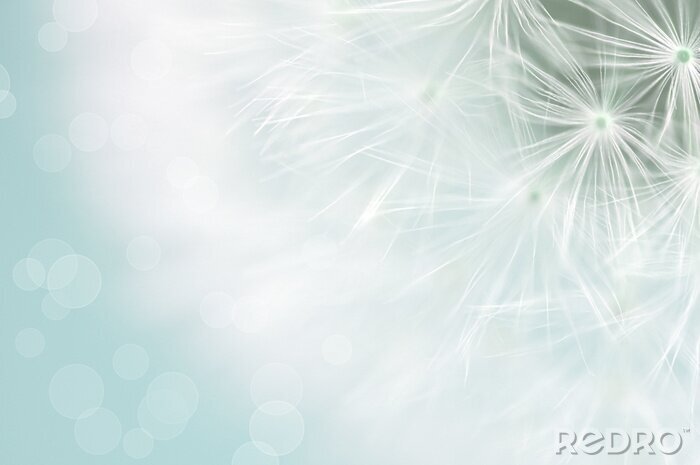 Bild Weiße Samen des Löwenzahns