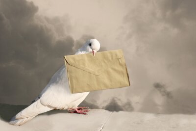 Bild Weiße Taube mit einem Buchstaben