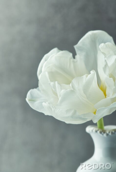 Bild Weiße Tulpe auf grauem Hintergrund