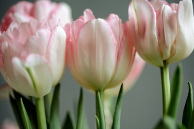 Bild Weiße und rosa Blumen