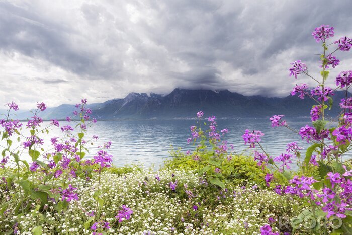 Bild Weiße und violette Blumen vor dem Hintergrund der Berge