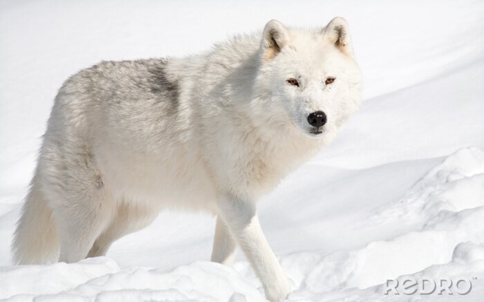 Bild Weiße wölfe im Schnee