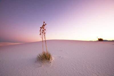 Bild Weiße Wüste als Natur