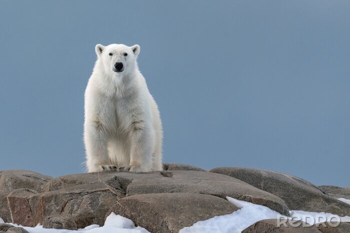 Bild Weißer Bär auf Felsen
