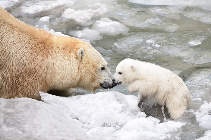 Bild Weißer Bär mit den Jungen