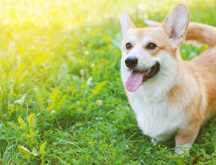Bild Weißer Corgi am Sommertag
