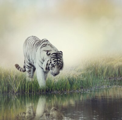 Weißer das wasser betretender tiger
