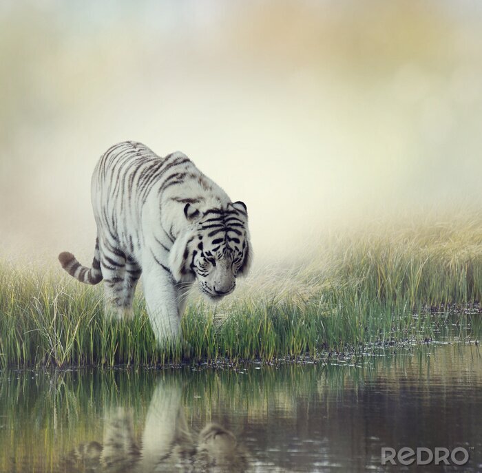 Bild Weißer das wasser betretender tiger