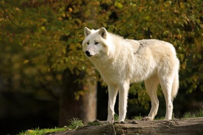 Weißer flauschiger Wolf