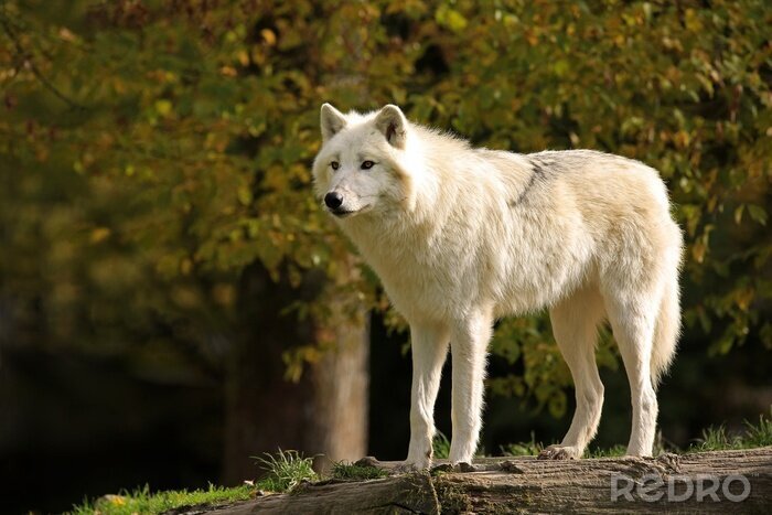 Bild Weißer flauschiger Wolf