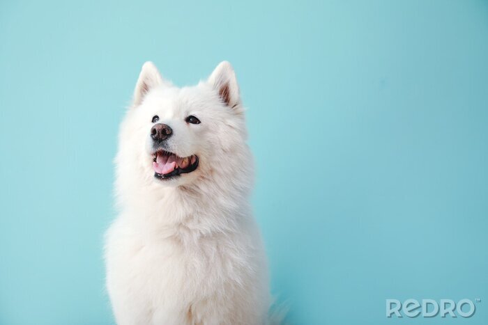 Bild Weißer Hund auf blauem Hintergrund