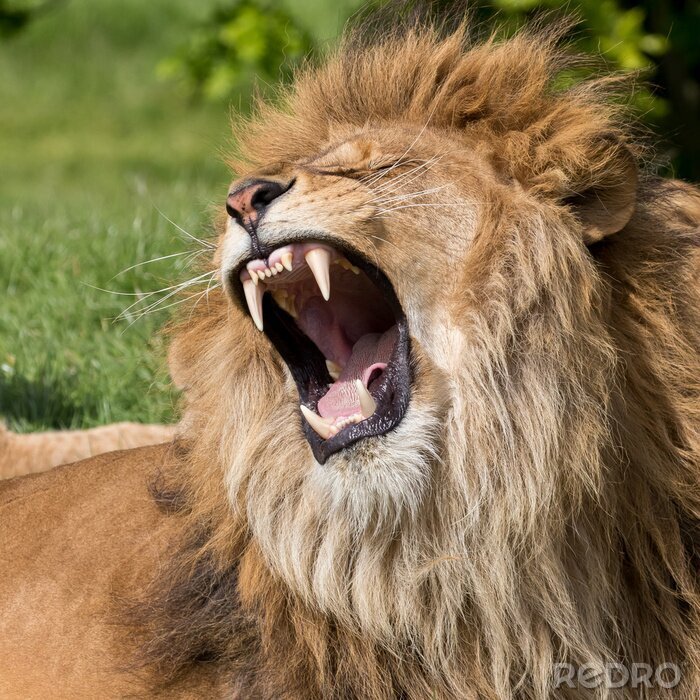 Bild Weißer Löwe beim Gähnen