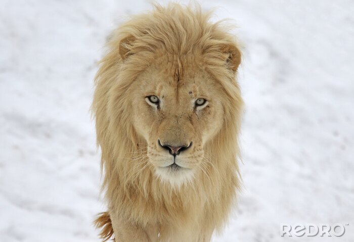 Bild Weißer Löwe im Schnee