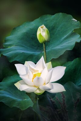 Bild Weißer Lotus
