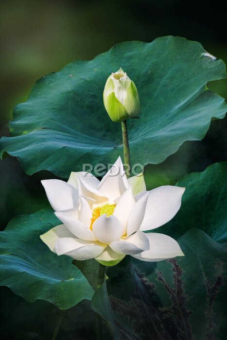 Bild Weißer Lotus