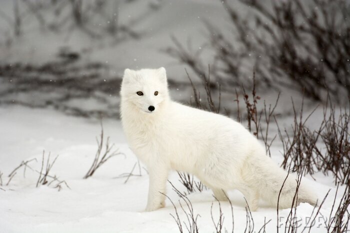 Bild Weißer Polarfuchs
