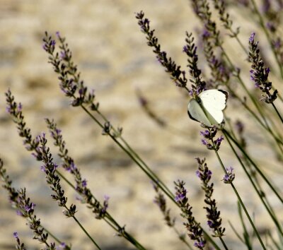 Bild Weißer Schmetterling auf einer Blume