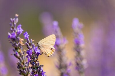 Weißer Schmetterling auf Lavendel