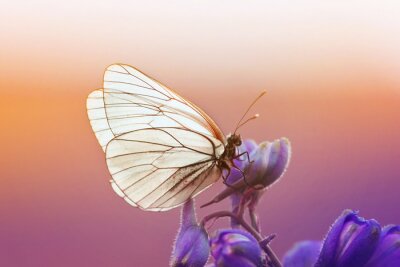 Weißer Schmetterling auf violetten Blumen mit Sonnenuntergang im Hintergrund