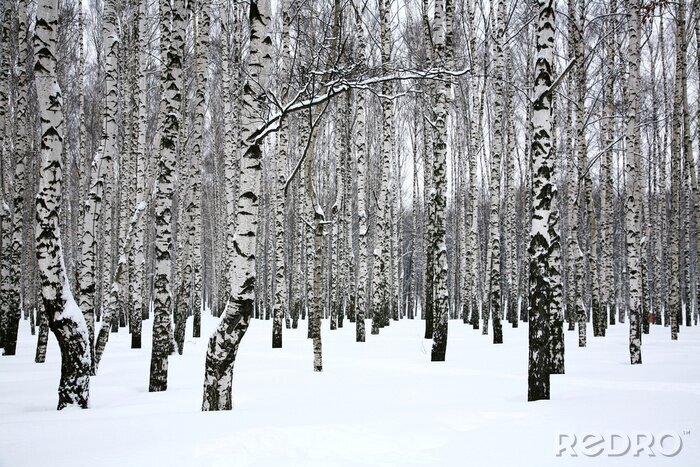 Bild Weißer Schnee auf Birken