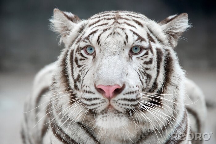 Bild Weißer Tiger aus nächster Nähe