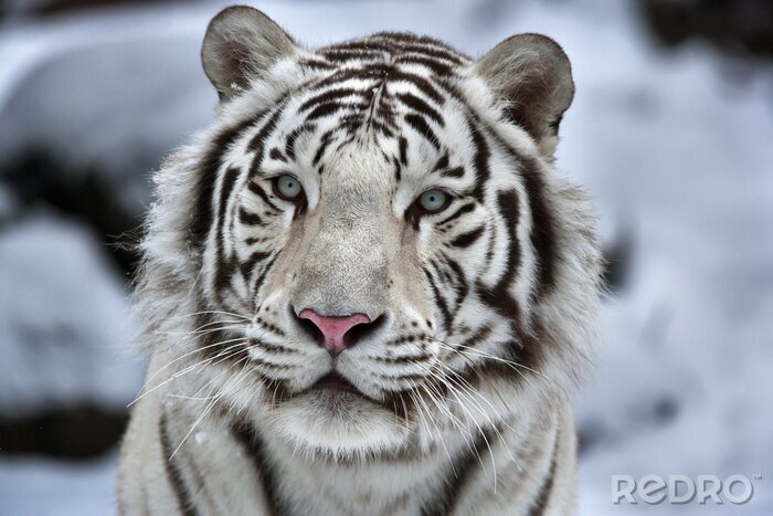 Bild Weißer Tiger im Winter