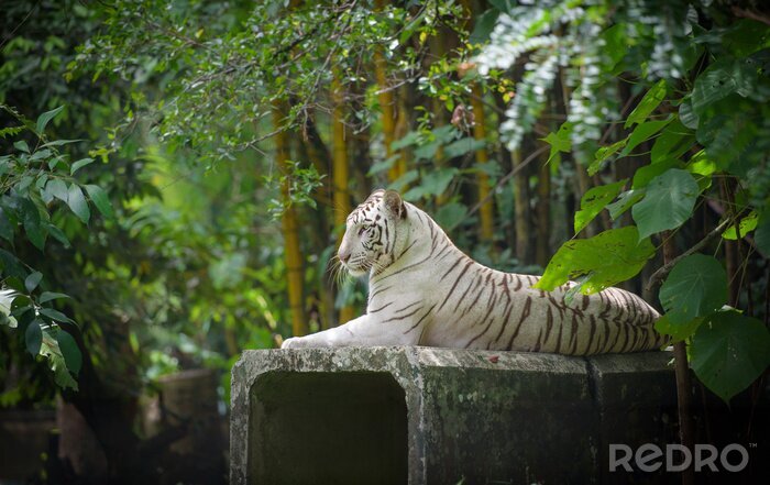 Bild Weißer Tiger und dichter Wald