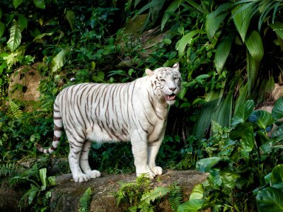 Bild Weißer Tiger und Pflanzen