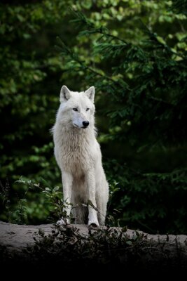 Weißer Wolf im Wald