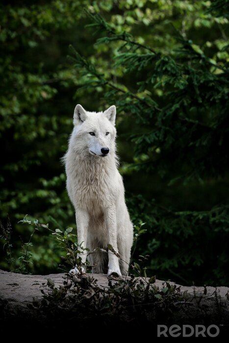 Bild Weißer Wolf im Wald