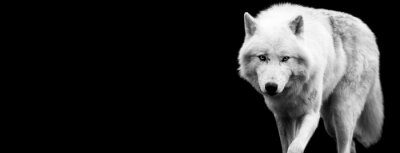Weißer Wolf vor dem Hintergrund des Schwarzes