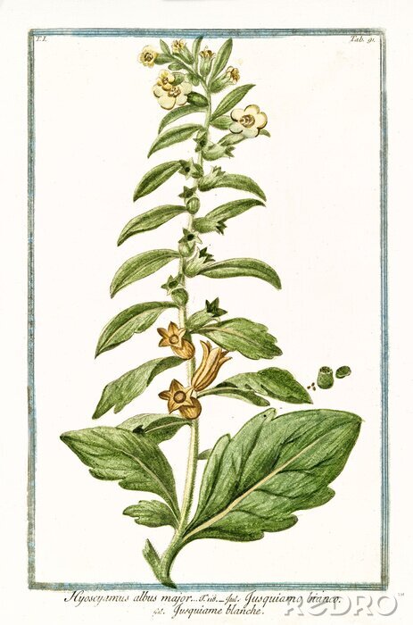 Bild Weißes Bilsenkraut Retro-Illustration aus dem Buch