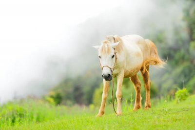 Weißes pferd im nebel