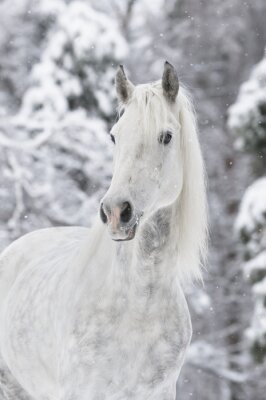 Weißes pferd im schnee