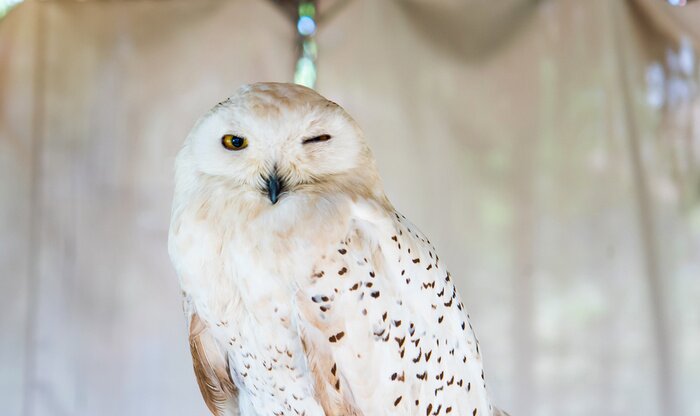 Bild Weißes Porträt einer Eule