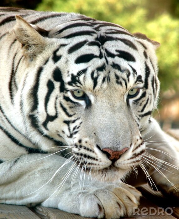 Bild Weißes Tier auf Baum