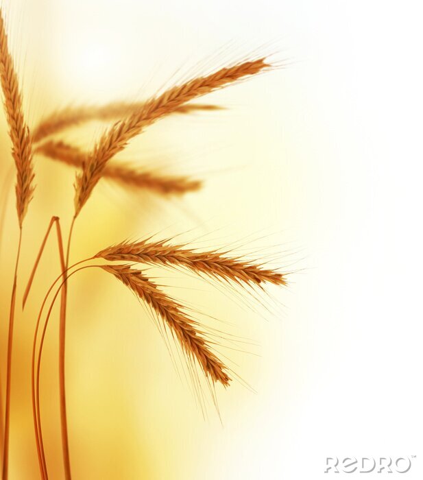 Bild Weizen im Sonnenlicht