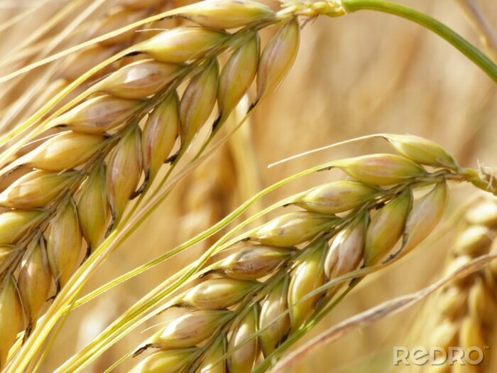 Bild Weizenähren als Natur Makro