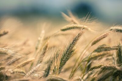 Bild Weizenähren inmitten der Natur