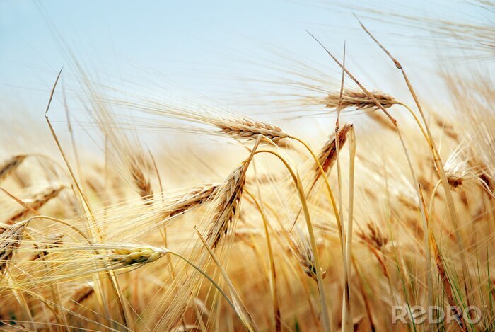 Bild Weizenähren und Natur