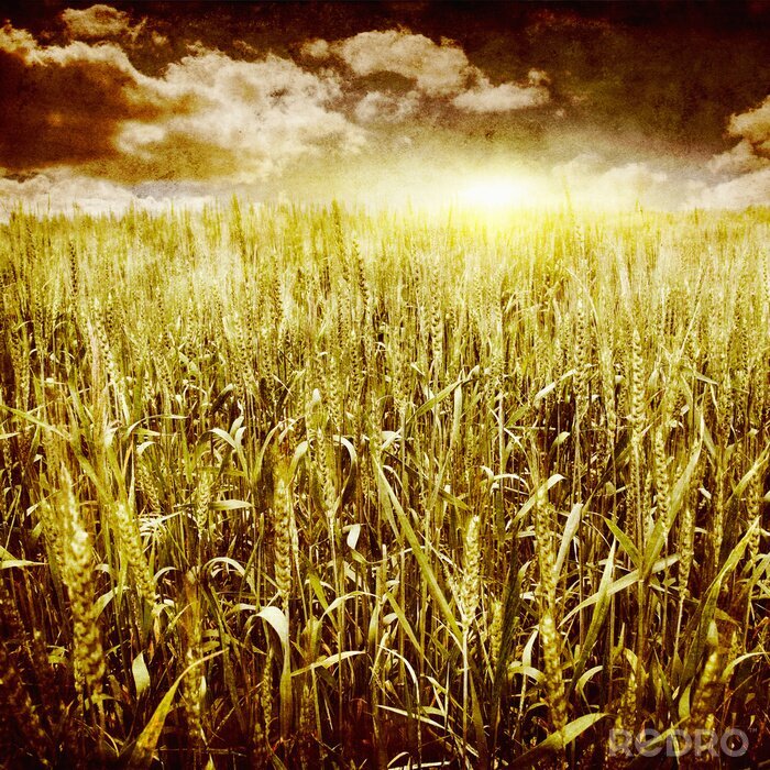 Bild Weizenfeld in Vintage-Farben